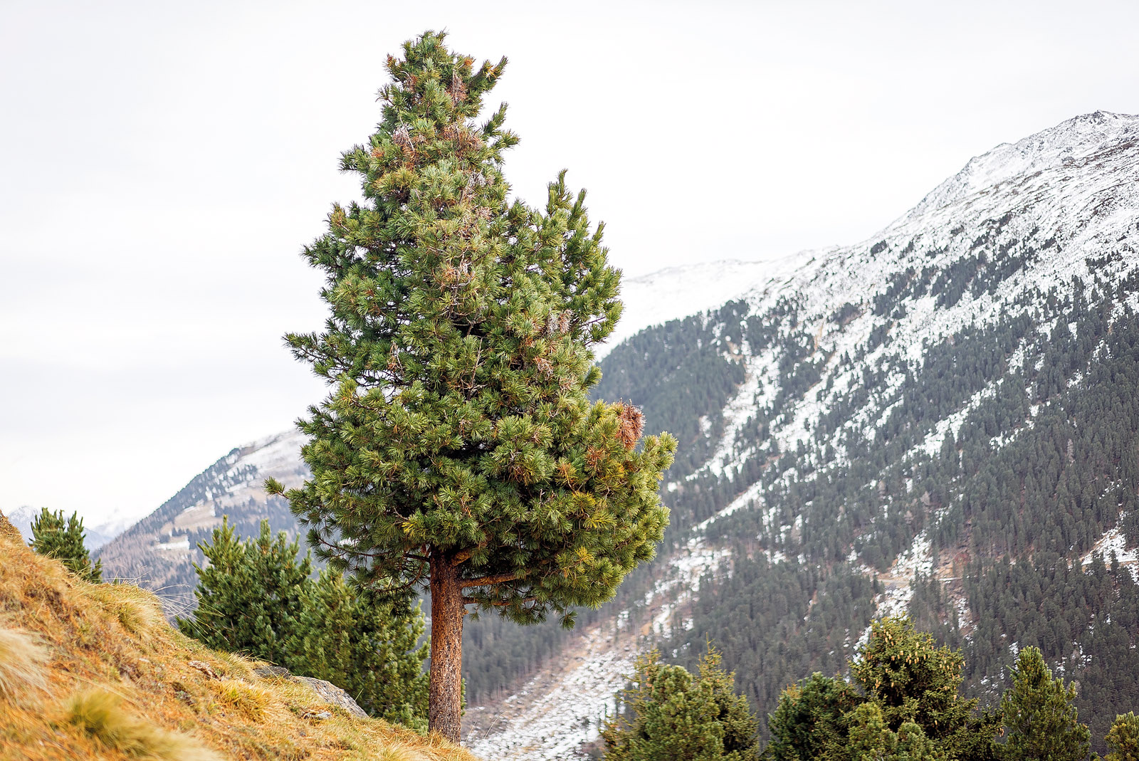 Die Königin der Alpen - die majestätische Zirbe